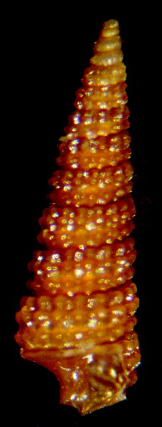 Cerithiopsis sp3